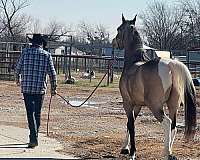 pinto-tobiano-half-arabian-gelding