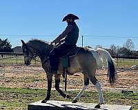 cowboy-half-arabian-horse