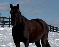 black-bay-dutch-warmblood-horse