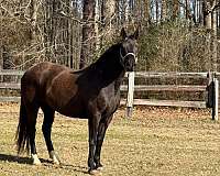 classic-dutch-warmblood-horse