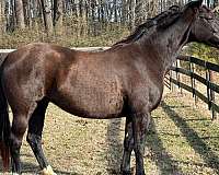 dentist-dutch-warmblood-horse