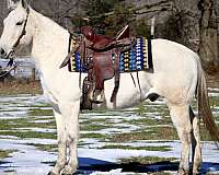 trail-riding-quarter-horse