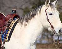 gelding-quarter-horse