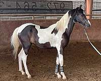 black-hahr-horse