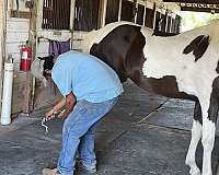 14-hand-half-arabian-filly