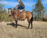 ranch-andalusian-paint-horse