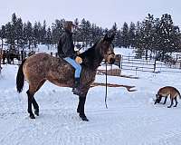 ranch-andalusian-paint-horse