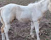 tobiano-horse