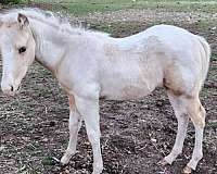 palomino-tobiano-horse