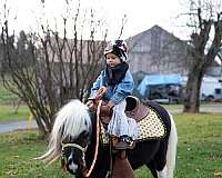 stallion-started-under-saddle-stallion