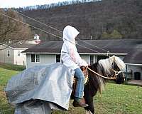 stallion-started-under-saddle-pony