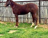 aqha-quarter-horse