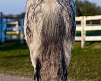 icelandic-horse