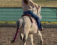 best-icelandic-horse