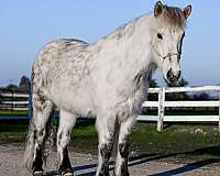 buck-icelandic-horse