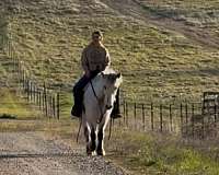 calm-icelandic-horse