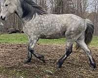 age-icelandic-horse