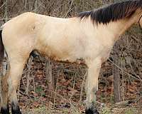 athletic-quarter-horse