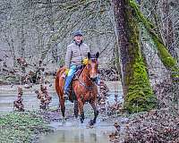 all-around-belgian-horse