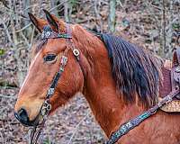 athletic-belgian-horse