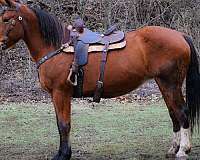 beginner-belgian-horse