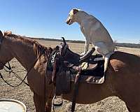 beginner-roping-horse