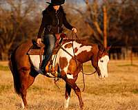 lesson-quarter-horse