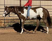 ranch-versatility-quarter-horse