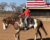 ridden-english-quarter-horse