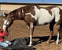 ranch-work-quarter-horse