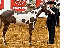 trail-riding-quarter-horse