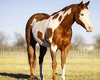 working-cattle-quarter-horse