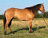 quarter-horse-mare