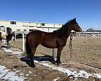 quarter-horse-mare