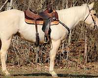 athletic-quarter-horse