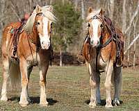 all-around-haflinger-horse