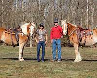 athletic-haflinger-horse