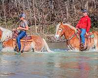 beginner-haflinger-horse