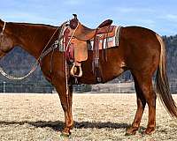 athletic-quarter-horse