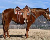 ranch-versatility-quarter-horse