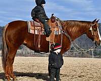 ranch-work-quarter-horse