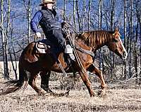 reining-quarter-horse