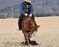 roping-quarter-horse