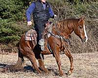 western-riding-quarter-horse