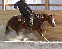 working-cattle-quarter-horse