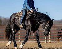 athletic-shire-horse