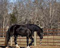 flashy-shire-horse