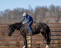 parade-shire-horse