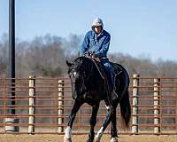 ridden-english-shire-horse