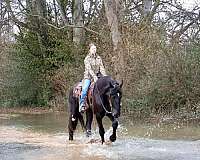 ridden-western-shire-horse